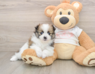 8 week old Pomeranian Puppy For Sale - Premier Pups