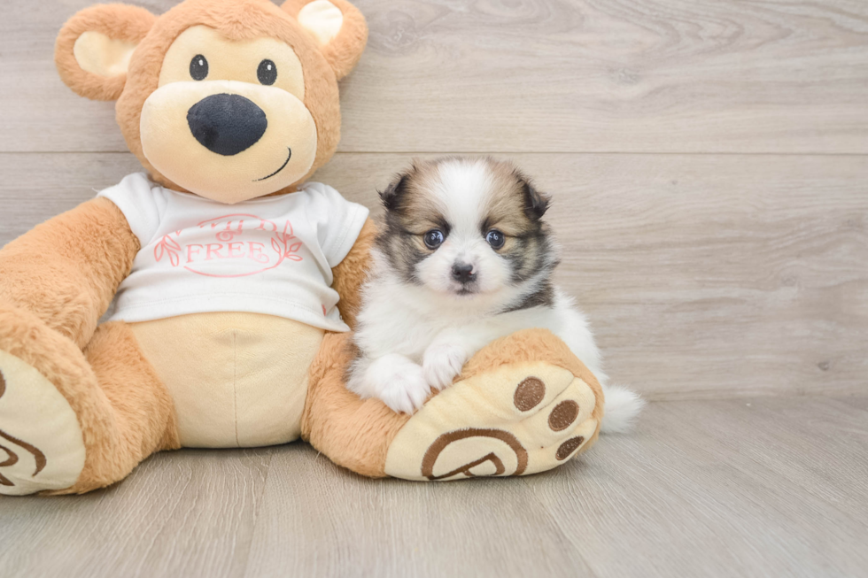 Small Pomeranian Purebred Pup