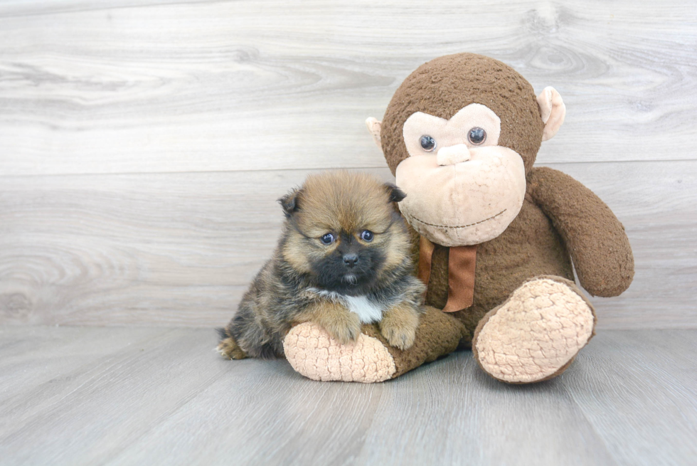 Adorable Pomeranian Purebred Puppy