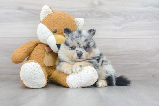 Sweet Pomeranian Purebred Puppy