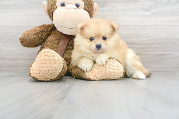 Pomeranian Pup Being Cute