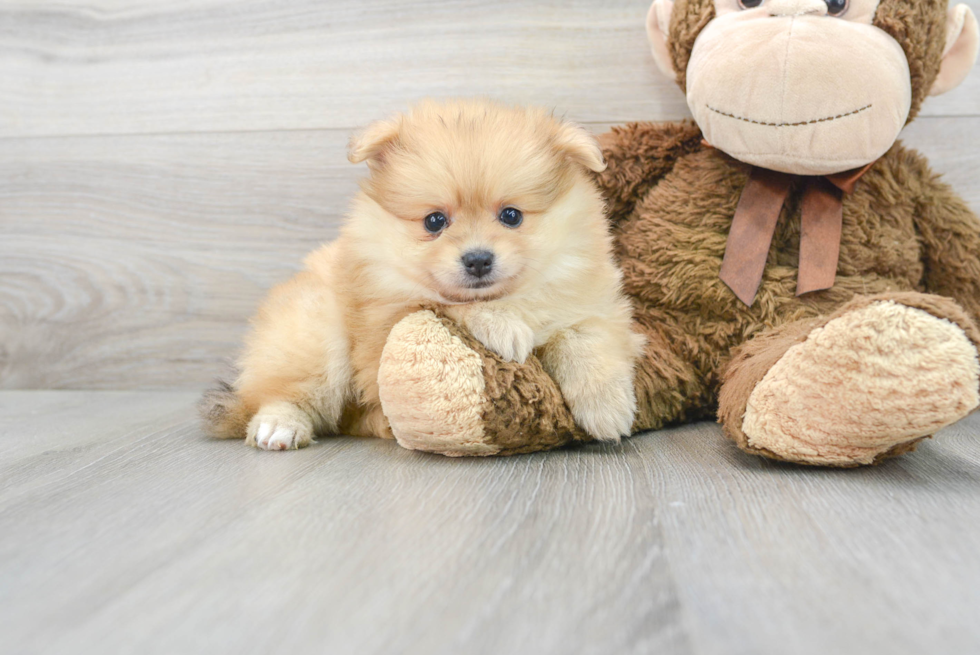 Popular Pomeranian Purebred Pup