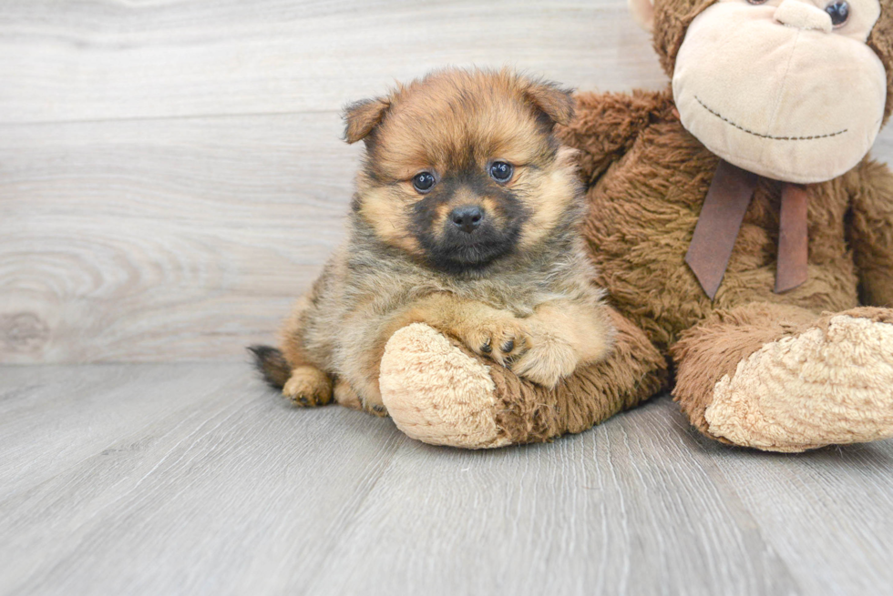 Popular Pomeranian Baby