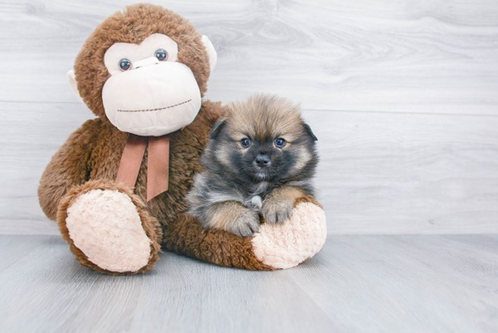 Adorable Pomeranian Purebred Puppy