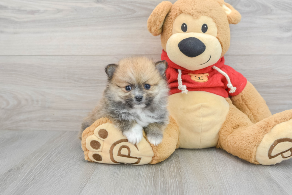 Fluffy Pomeranian Purebred Puppy