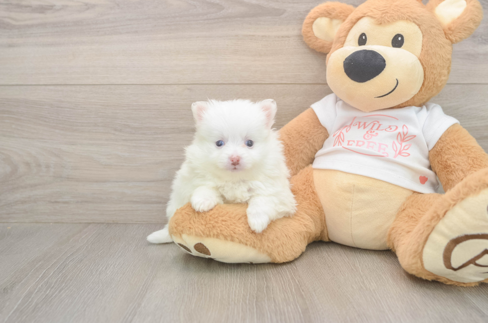 5 week old Pomeranian Puppy For Sale - Premier Pups