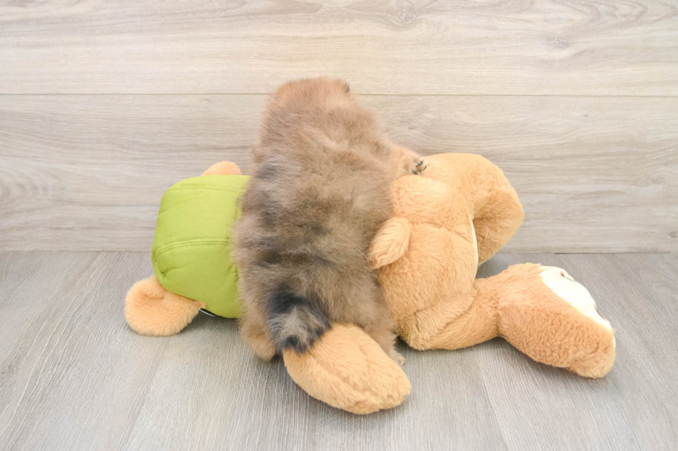 Smart Dwarf Spitz Purebred Puppy