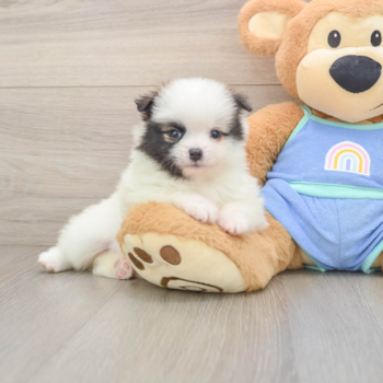 Pomeranian Puppy for Adoption