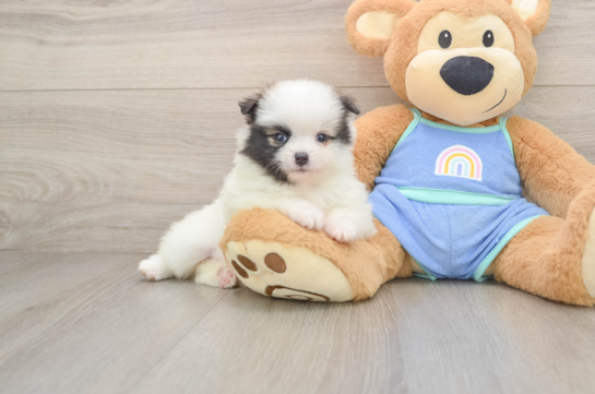 Pomeranian Puppy for Adoption
