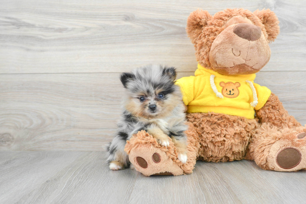 Pomeranian Puppy for Adoption