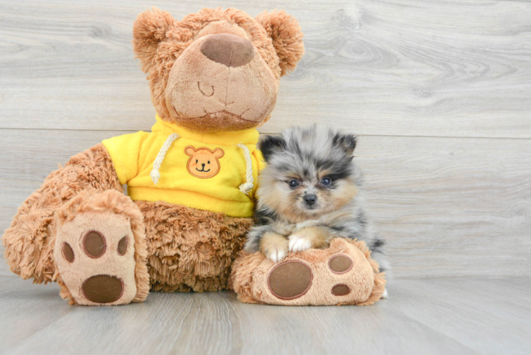 Small Pomeranian Baby