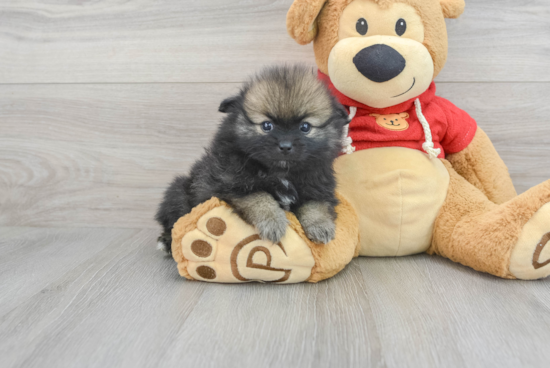 Sweet Pomeranian Purebred Puppy