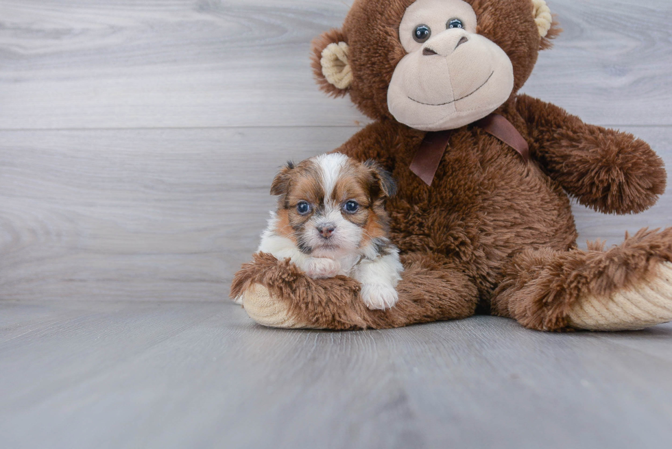 Best Shih Pom Baby