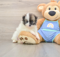 8 week old Pomeranian Puppy For Sale - Premier Pups