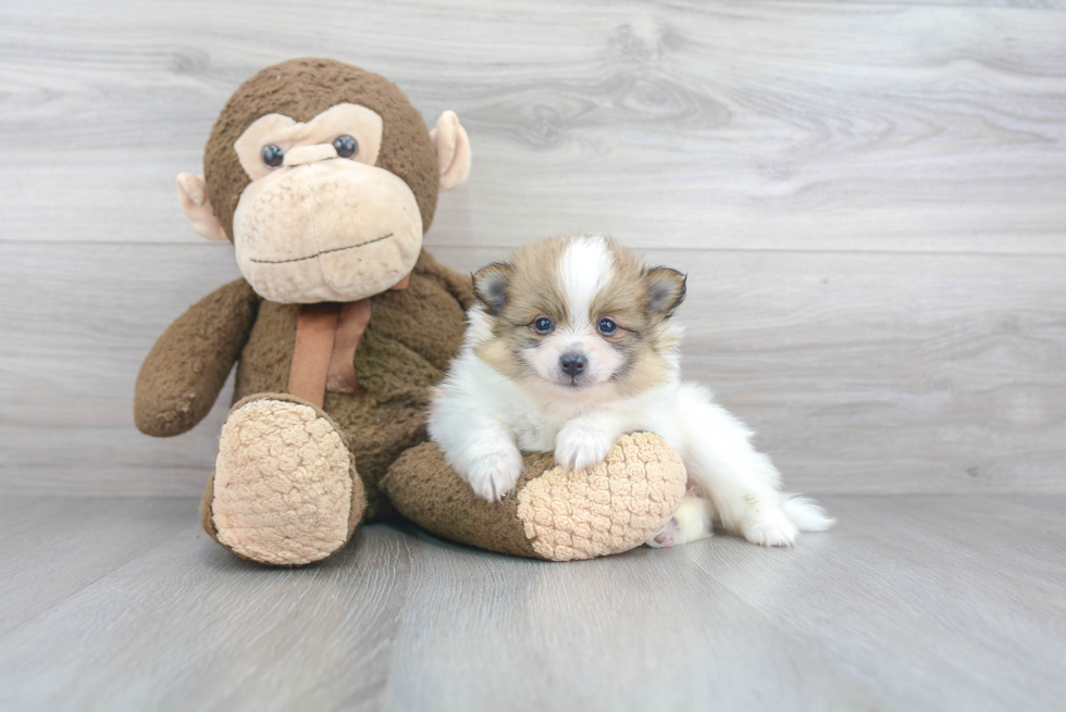 Sweet Pomeranian Purebred Puppy