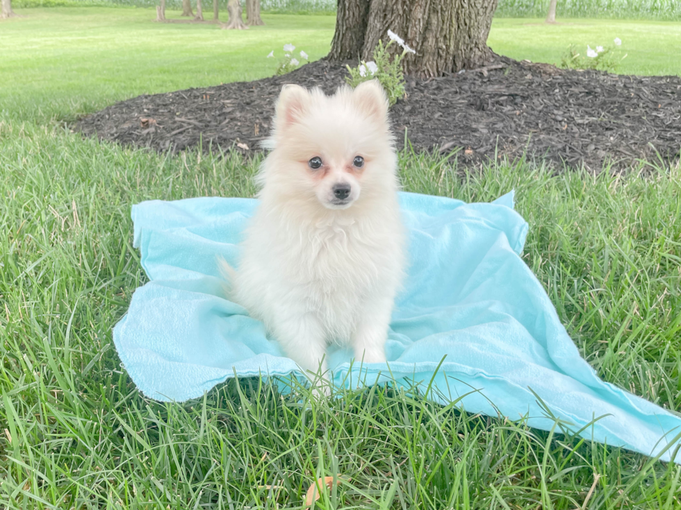 Pomeranian Puppy for Adoption