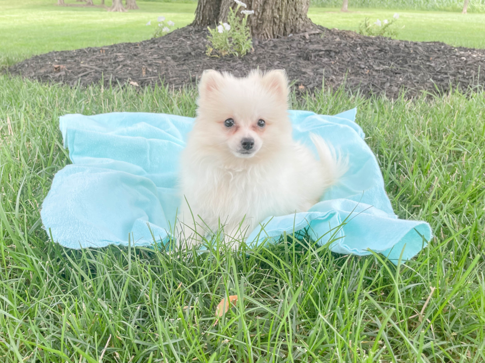 Popular Pomeranian Baby