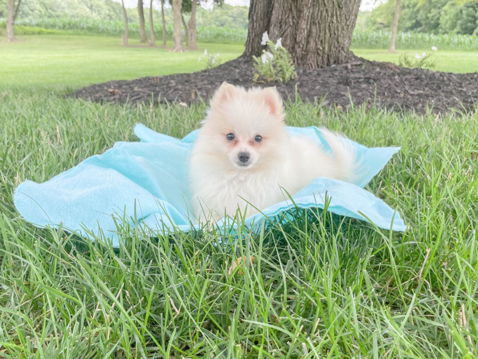 Best Pomeranian Baby