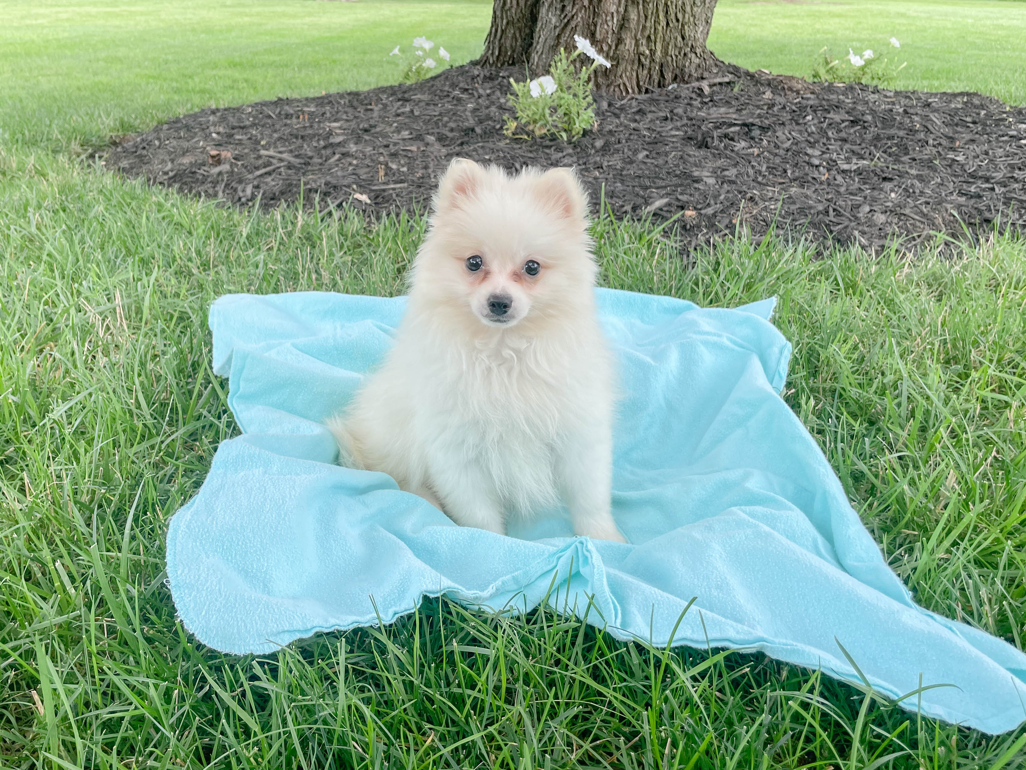 Fluffy Pomeranian Purebred Puppy