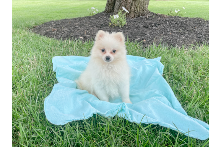 Fluffy Pomeranian Purebred Puppy