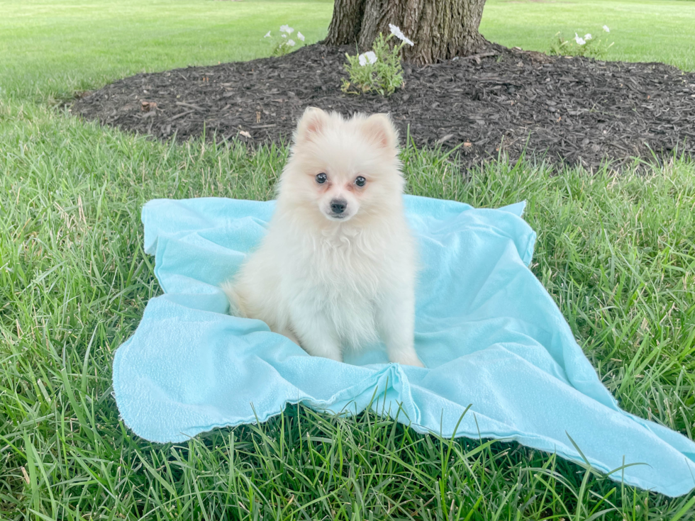 Fluffy Pomeranian Purebred Puppy