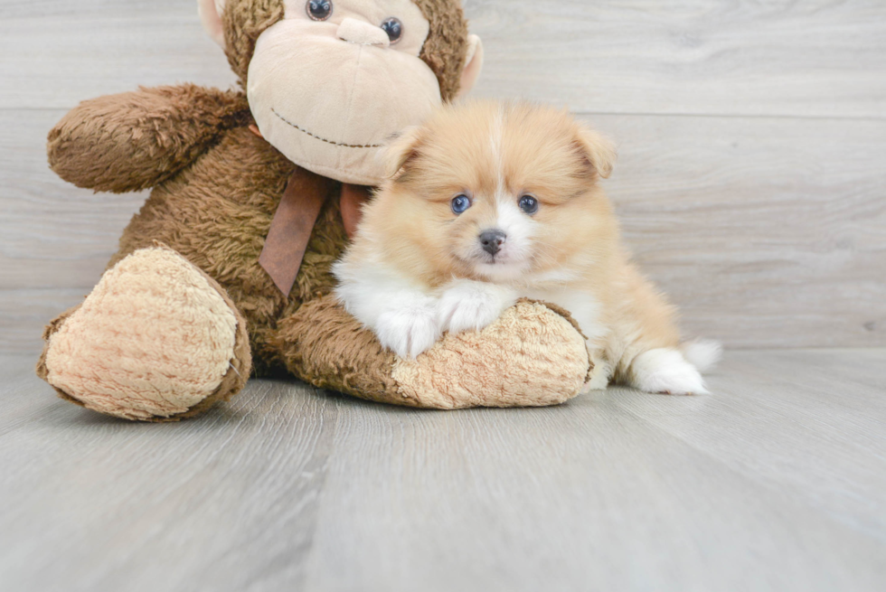 Petite Pomeranian Purebred Puppy