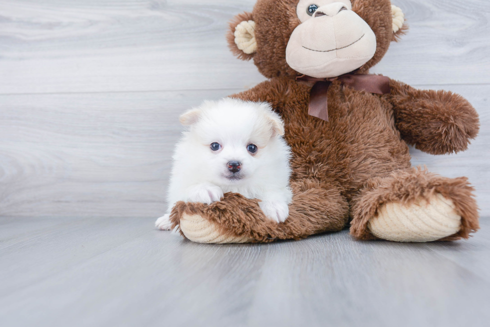 Adorable Pomeranian Purebred Puppy