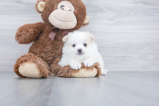 Pomeranian Pup Being Cute