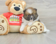 8 week old Pomeranian Puppy For Sale - Premier Pups