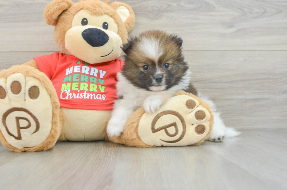 6 week old Pomeranian Puppy For Sale - Premier Pups