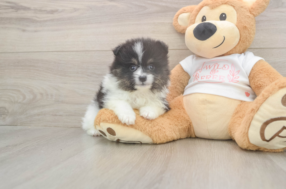 5 week old Pomeranian Puppy For Sale - Premier Pups