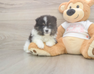 6 week old Pomeranian Puppy For Sale - Premier Pups 6 week old Pomeranian Puppy For Sale - Premier Pups