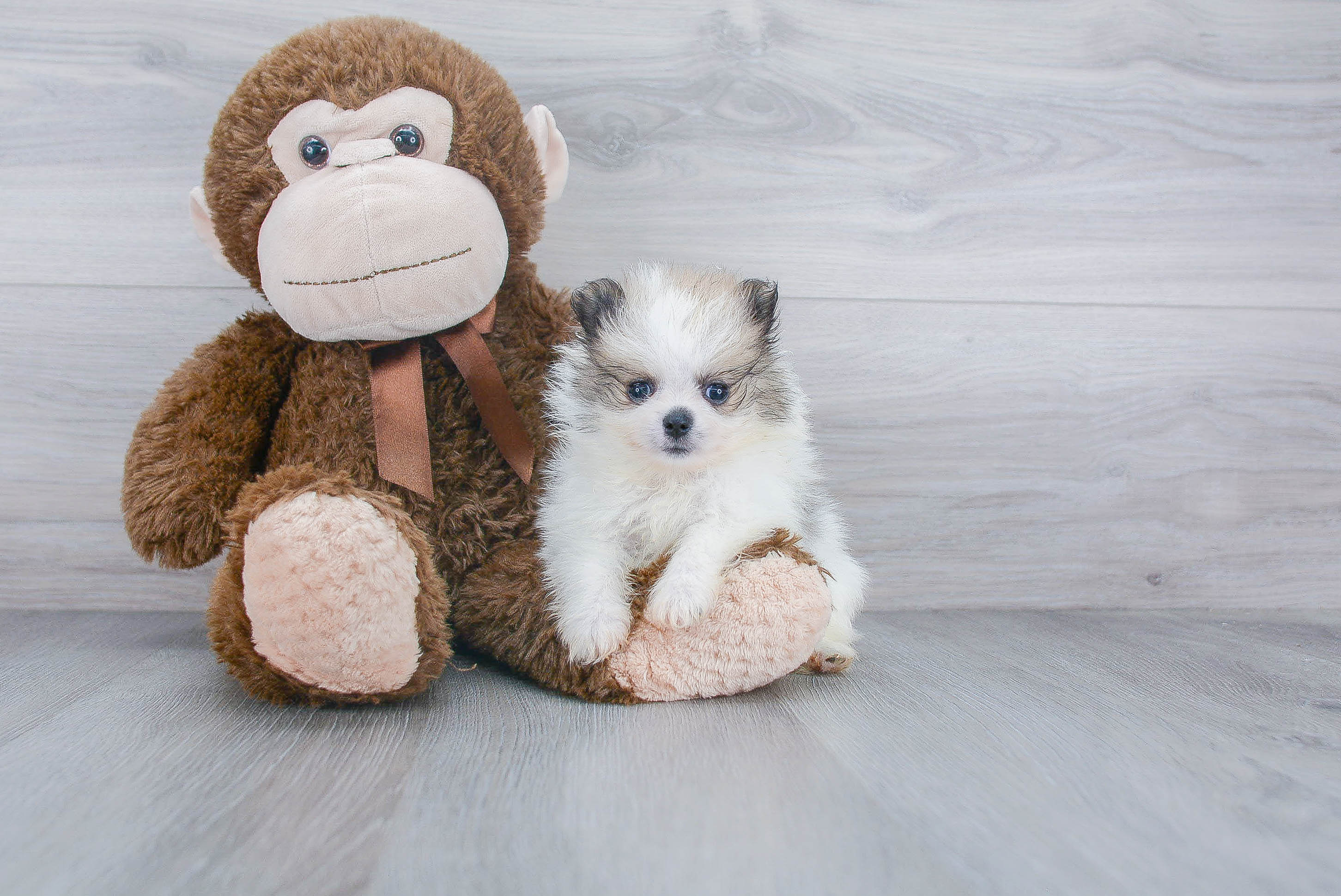 Sweet Pomeranian Purebred Puppy