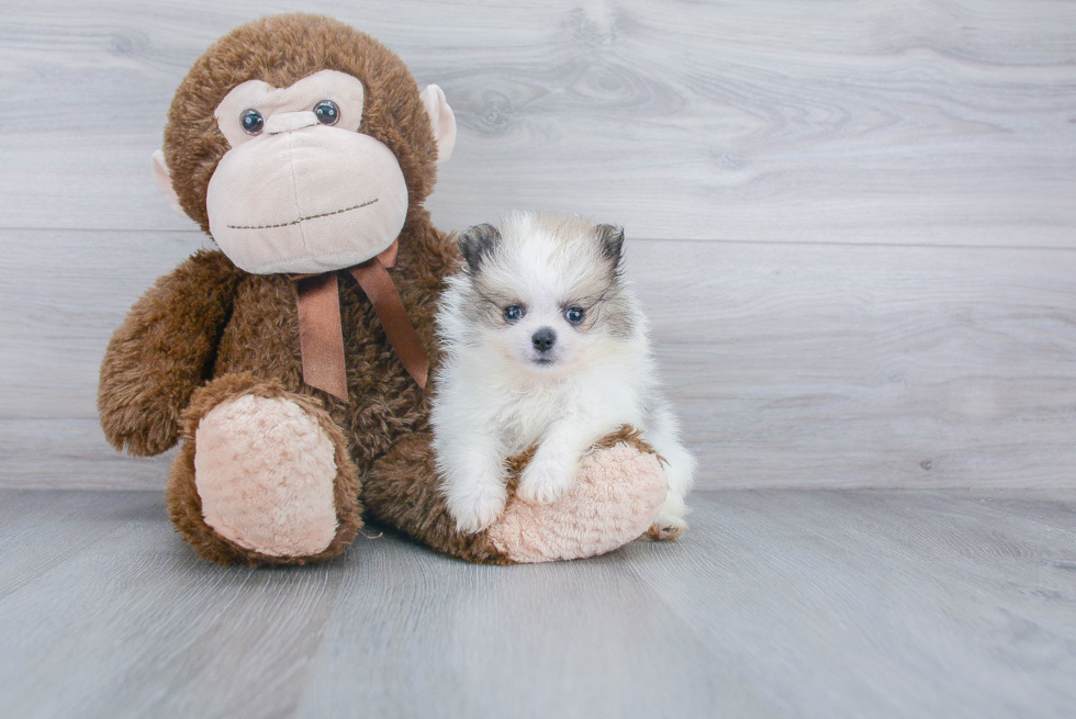 Sweet Pomeranian Purebred Puppy