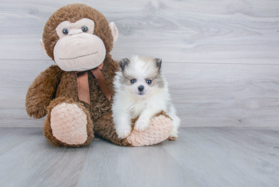 Sweet Pomeranian Purebred Puppy