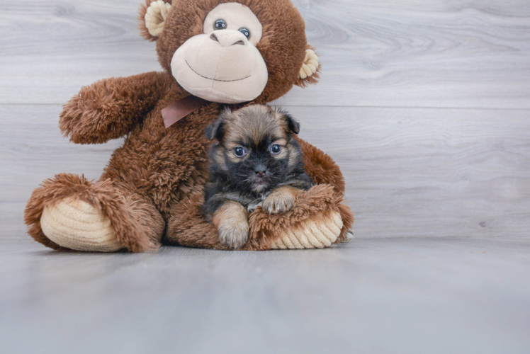 Friendly Shih Pom Baby