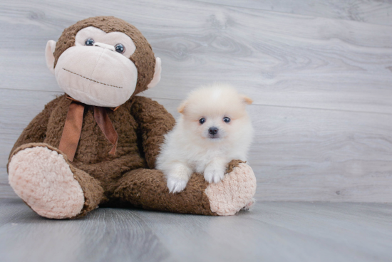 Playful Pomeranian Purebred Pup