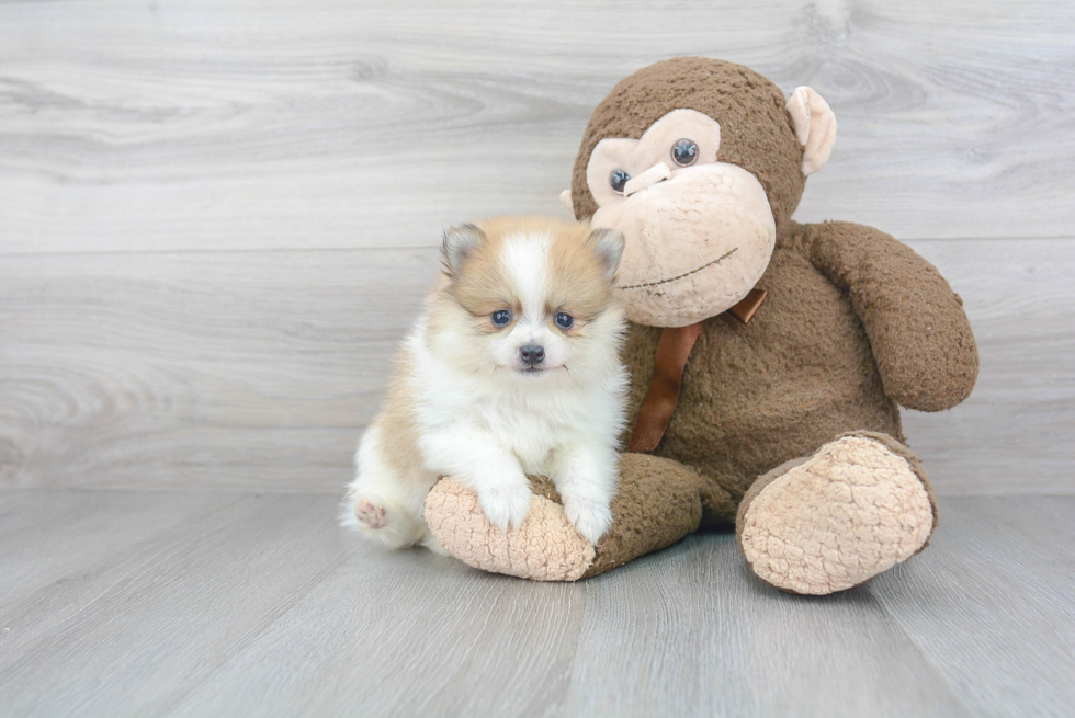 Fluffy Pomeranian Purebred Puppy