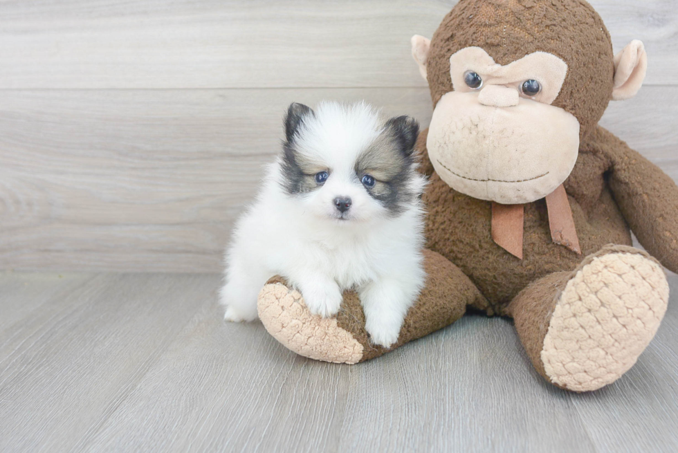 Hypoallergenic Pomeranian Baby