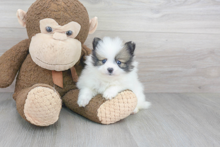 Friendly Pomeranian Purebred Pup