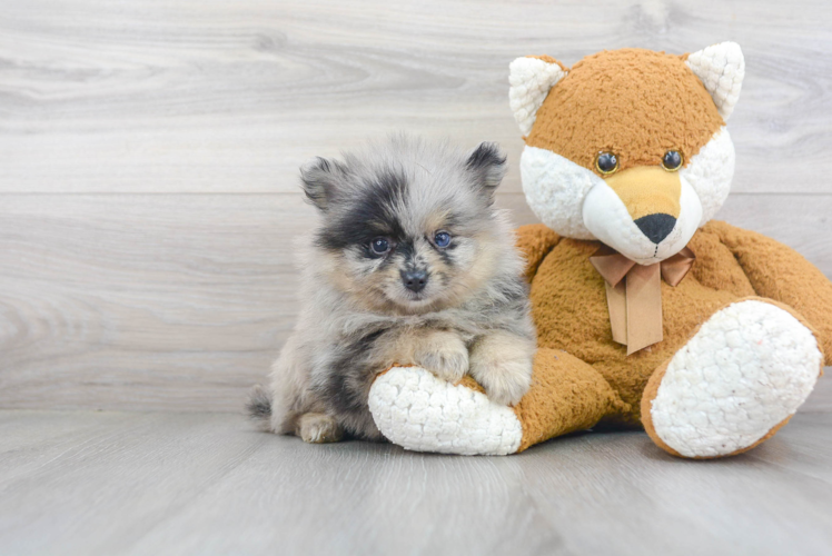 Sweet Pomeranian Purebred Puppy