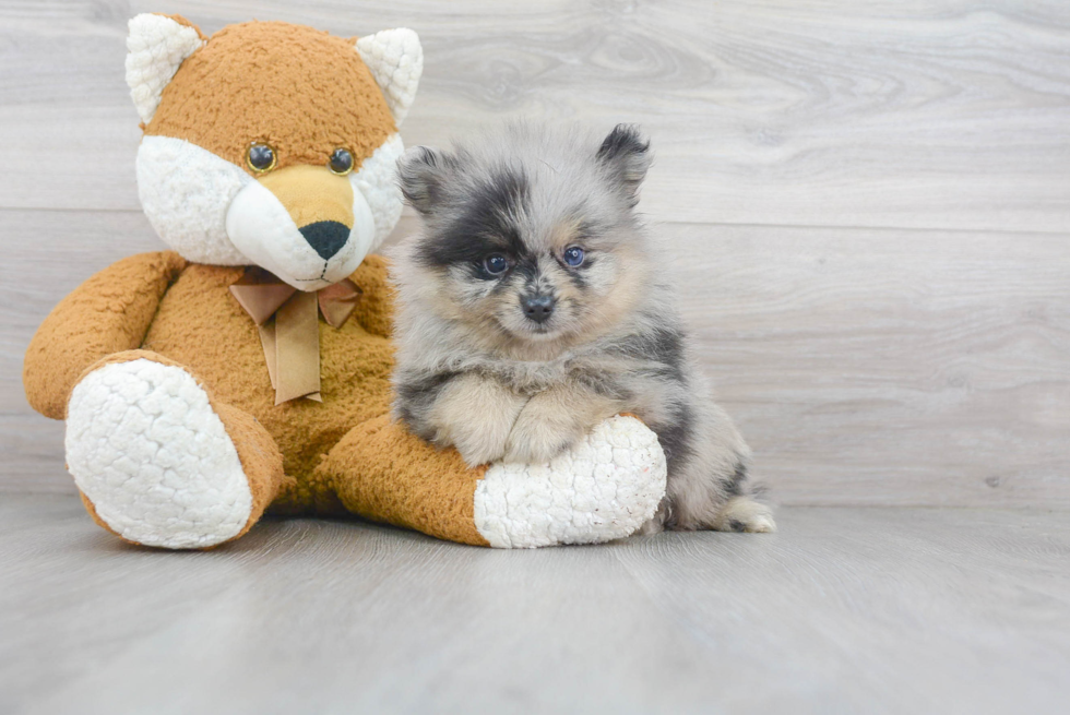 Pomeranian Pup Being Cute