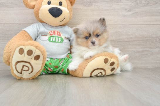 Cute Dwarf Spitz Purebred Puppy