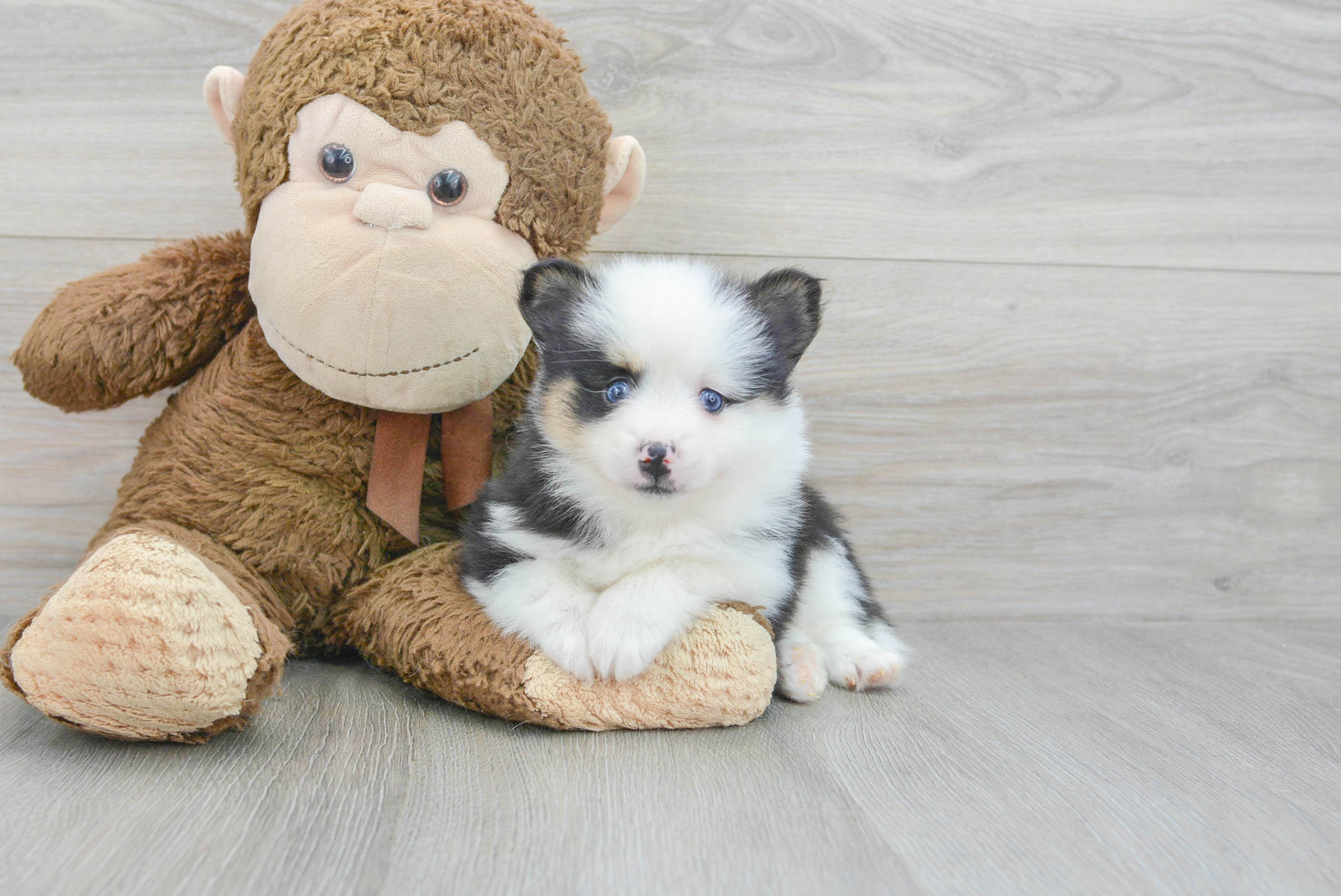 Popular Pomsky Designer Pup