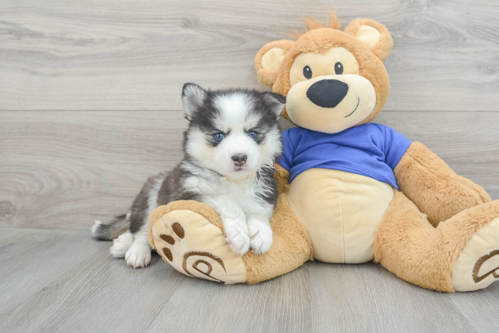 Pomsky Pup Being Cute