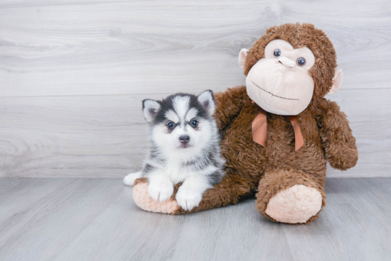 Sweet Pomsky Baby