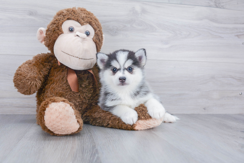 Playful Mini Husky Designer Puppy