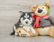 6 week old Pomsky Puppy For Sale - Premier Pups