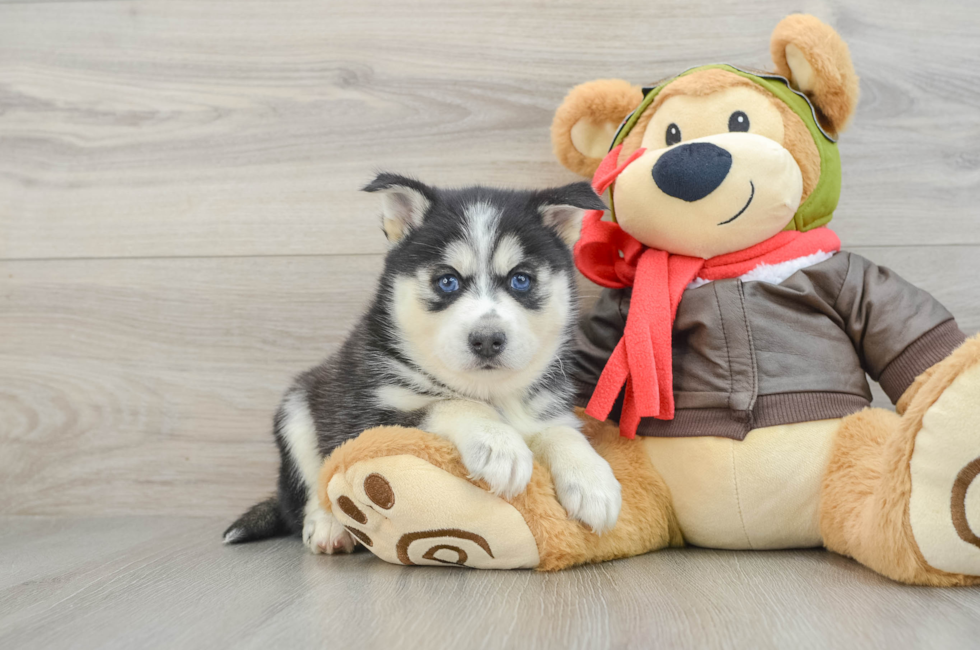 5 week old Pomsky Puppy For Sale - Premier Pups