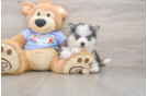 Best Pomsky Baby